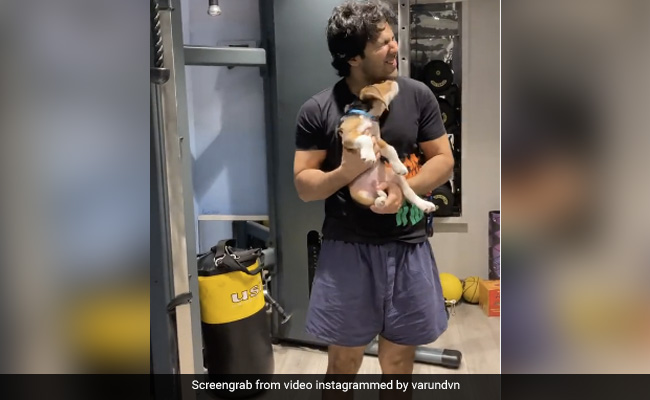 Varun Dhawan ने अपने डॉगी के साथ खेलते हुए शेयर किया मज़ेदार Video, टाइगर श्रॉफ से जैकलीन तक, सेलेब्स ने कही ये बात