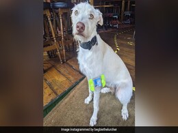 ‘Door Supervisor’ की नौकरी करता है ये कुत्ता, Viral हुआ ID Card, लोग बोले- "पता नहीं था कुत्ते भी जॉब करते हैं" ‘Door Supervisor’ की नौकरी करता है ये कुत्ता, Viral हुआ ID Card, लोग बोले- "पता नहीं था कुत्ते भी जॉब करते हैं"