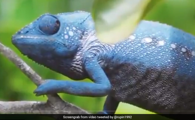 'कभी पीला-कभी नीला', गिरगिट ने 2 मिनट में इतनी बार बदला रंग, Video देख लोग रह गए दंग