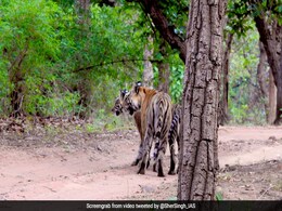 जंगल में घूमते नजर आए शेर, IAS ने शेयर की फोटो, पूछा- बताइए फोटो में कितने शेर हैं ? जंगल में घूमते नजर आए शेर, IAS ने शेयर की फोटो, पूछा- बताइए फोटो में कितने शेर हैं ?