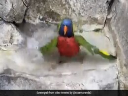 तोते को लगी गर्मी, तो कुछ इस तरह पानी में लेट-लेटकर लगा नहाने, लोग बोले- लगता है गर्लफ्रेंड से मिलने जाना है - देखें Funny Video तोते को लगी गर्मी, तो कुछ इस तरह पानी में लेट-लेटकर लगा नहाने, लोग बोले- लगता है गर्लफ्रेंड से मिलने जाना है - देखें Funny Video