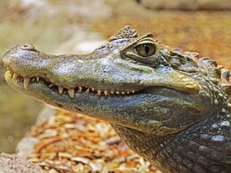 Alligator Pulls Handler Inside Enclosure. Watch What Happened Next Alligator Pulls Handler Inside Enclosure. Watch What Happened Next
