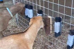 बकरियों की खुजली भगाने के लिए किया गया ऐसा जुगाड़ बकरियों की खुजली भगाने के लिए किया गया ऐसा जुगाड़