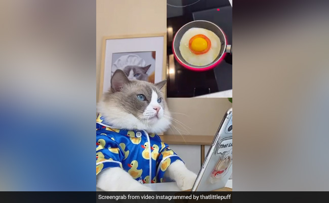 बिल्ली ने पहले वीडियो पर देखी रेसिपी, फिर खुद बनाया ऑमलेट, देखकर लोग हैरान, बोले- गजब बिल्ली है - देखें Video