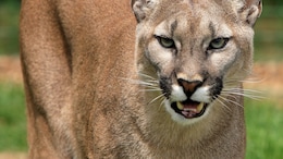 Mother Fights Off Mountain Lion With Bare Hands To Save Her 5-Year-Old