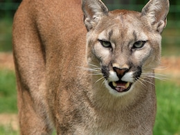 Mother Fights Off Mountain Lion With Bare Hands To Save Her 5-Year-Old