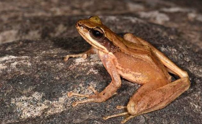 New Frog Species 'Adi Cascade' Discovered In Arunachal Pradesh