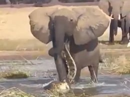 गजराज को आया गुस्सा तो पानी में ही मगरमच्छ को चित्त कर दिया, कमज़ोर दिलवाले इस Video को न देखें गजराज को आया गुस्सा तो पानी में ही मगरमच्छ को चित्त कर दिया, कमज़ोर दिलवाले इस Video को न देखें