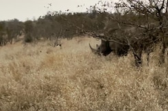 Rhino Charges At Lion To Protect Baby Rhino Charges At Lion To Protect Baby