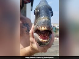 "His Teeth Better Than Mine": Fish With Human-Like Teeth Found In US "His Teeth Better Than Mine": Fish With Human-Like Teeth Found In US