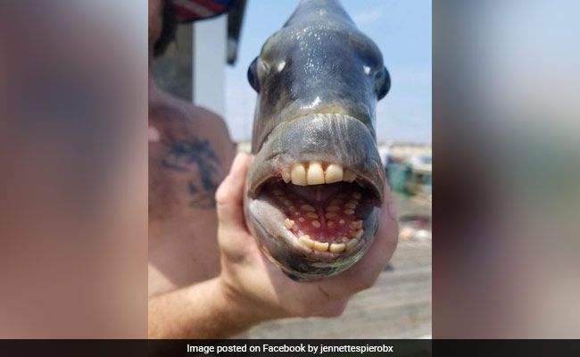 Fish With Human Like Teeth Found Sheepshead Fish In North Carolina Image Goes Viral