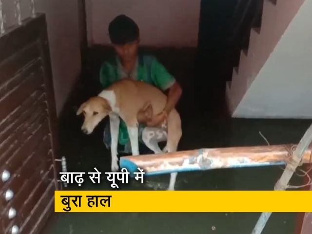 प्रयागराज: गलियों में घुसा बाढ़ का पानी, घर में कैद हुए कुत्तों को ऐसे बचाया गया