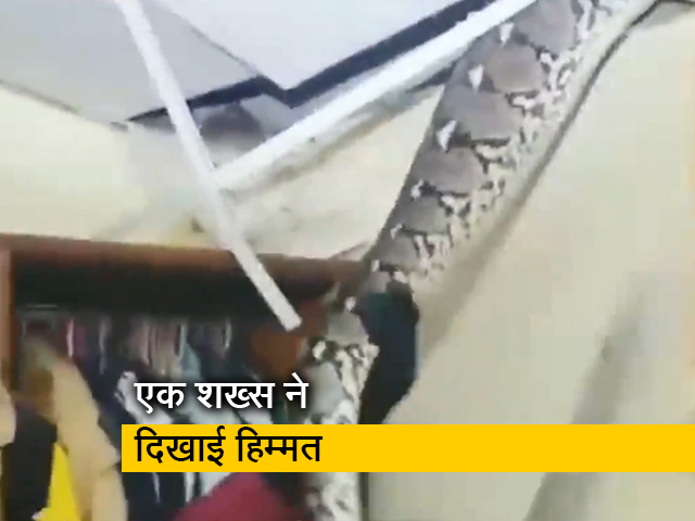 दुकान की सीलिंग में छिपकर बैठा था विशालकाय सांप, ऐसे निकाला गया बाहर
