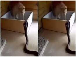 किंग कोबरा और बिल्ली रानी में हुई लड़ाई, लोगों ने कहा- ये तो जबर्दस्त फाइट है भाई! किंग कोबरा और बिल्ली रानी में हुई लड़ाई, लोगों ने कहा- ये तो जबर्दस्त फाइट है भाई!