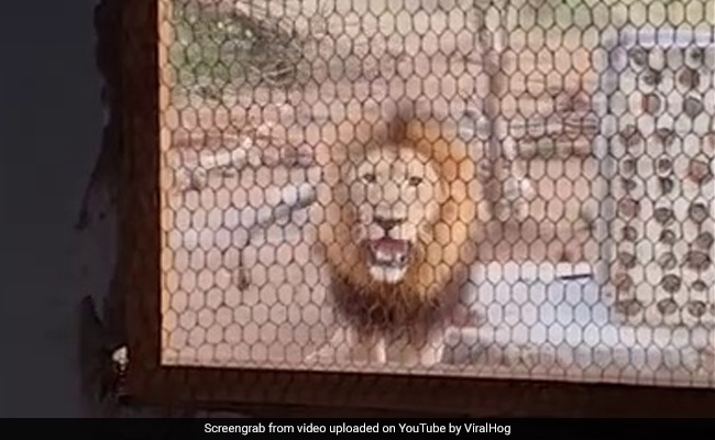 Watch: A Man's Close Encounter With Lion Growling Through Kitchen Window