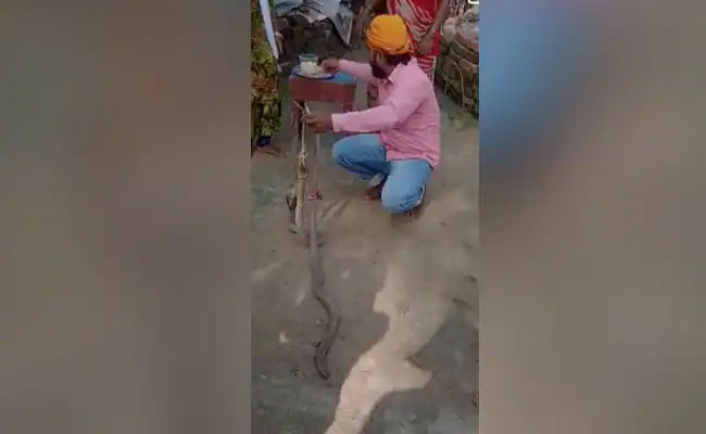 Bihar : रक्षाबंधन पर बहन से सांप को राखी बंधवा रहा था संपेरा भाई, पैर पर डंसने से मौत, देखें Video