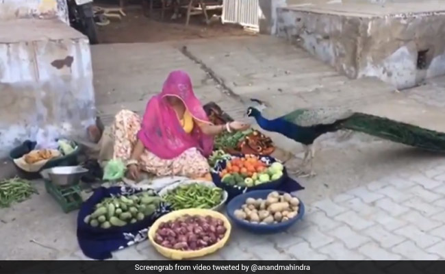 सब्जी बेचने वाली महिला मोर को खिला रही थी खाना, आनंद महिंद्रा ने शेयर किया प्यारा Video, आप बताइए महिला मोर को क्या खिला रही है ?