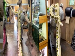 113 किलो के सांप को कंधे पर बच्चों की तरह लेकर घूम रहा था ये शख्स, लोगों ने कहा- डर नहीं लगता है! 113 किलो के सांप को कंधे पर बच्चों की तरह लेकर घूम रहा था ये शख्स, लोगों ने कहा- डर नहीं लगता है!