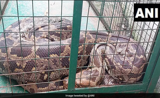 10-Foot Python Swallows Monkey In Gujarat, Rescued From River