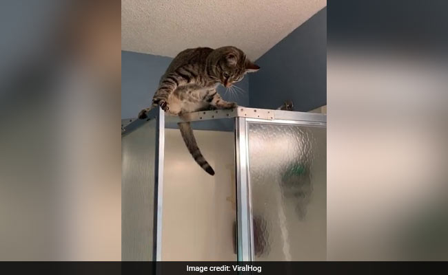 It's A Bad Idea To Climb The Shower, This Cat Learned The Hard Way. Watch