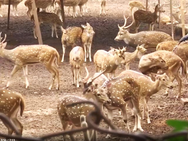 Bhubaneswar Zoo Reopens