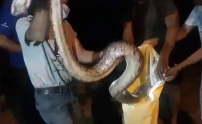 VIDEO: दिल्ली में 10 फीट का अजगर मिलने से मचा हड़कंप, वक्त रहते लोगों ने ऐसे बचाई अपनी जान