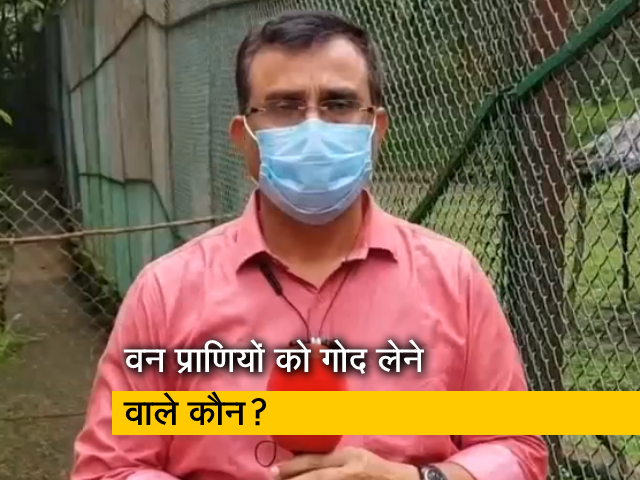 शेर से लेकर तेंदुआ तक, किसने-किसे लिया गोद, बता रहे हैं वन अधिकारी विजय बारब्दे