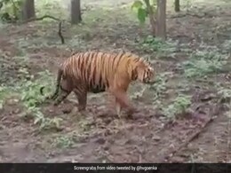 हर्ष गोयनका ने शेयर किया, जंगल में दहाड़ते और टहलते हुए बाघ का वीडियो, तो लोगों ने कहा- ये नकली है, जानिए क्यों ? हर्ष गोयनका ने शेयर किया, जंगल में दहाड़ते और टहलते हुए बाघ का वीडियो, तो लोगों ने कहा- ये नकली है, जानिए क्यों ?