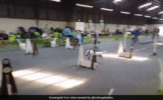 किसी ओलंपिक रेस से कम रोमांच नहीं है इस अनोखी 'डॉग रेस' में - देखें Viral Video