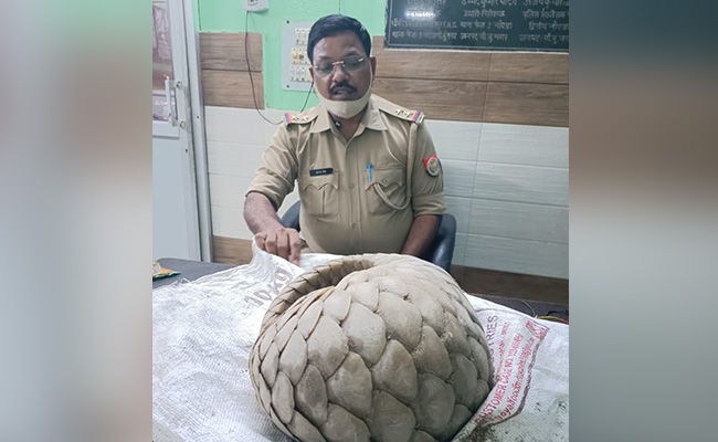 नोएडा के नाले में मिला करोड़ों रुपये कीमत का दुर्लभ प्रजाति का पैंगोलिन, Video वायरल 