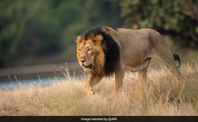 Asiatic Lions Have Steadily Grown In Numbers Over Last Few Years: PM Modi