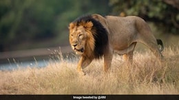 Asiatic Lion Population In Gujarat Rises To 891 From 674 In Five Years