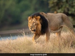 Asiatic Lion Population In Gujarat Rises To 891 From 674 In Five Years Asiatic Lion Population In Gujarat Rises To 891 From 674 In Five Years