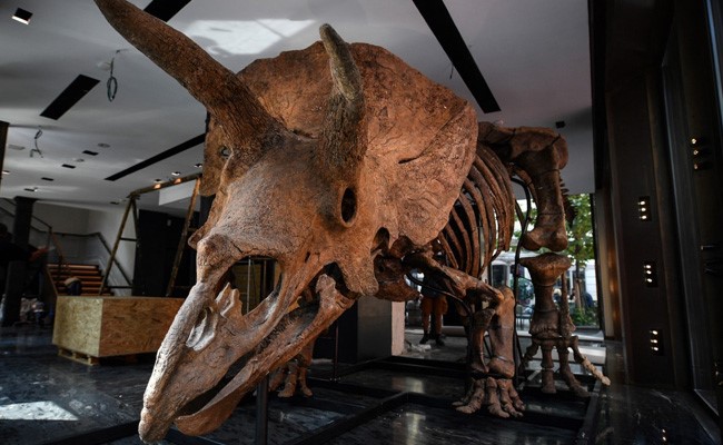 Meet "Big John": World's Biggest Triceratops On Sale In Paris