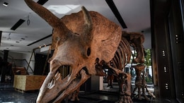 Fossil Resembling 3-Horned Dinosaur, Triceratops, Found In UP's Saharanpur