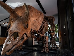Fossil Resembling 3-Horned Dinosaur, Triceratops, Found In UP's Saharanpur