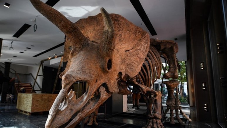 Fossil Resembling 3-Horned Dinosaur, Triceratops, Found In UP's Saharanpur