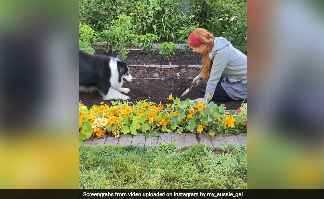 कुत्ते ने की बागवानी, पहले गड्ढा खोदकर लगाया पेड़, फिर पाइप लेकर ऐसे की सिंचाई, Video ने जीता लोगों का दिल