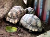 Video : 14 Star Tortoises Recovered From A House In Gujarat's Vadodara