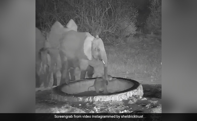 हाथी का बच्चा पानी से भरे कुंड में फंस गया, तो परेशान हो गए सभी हाथी, फिर मिलकर किया कुछ ऐसा - देखें Cute Video