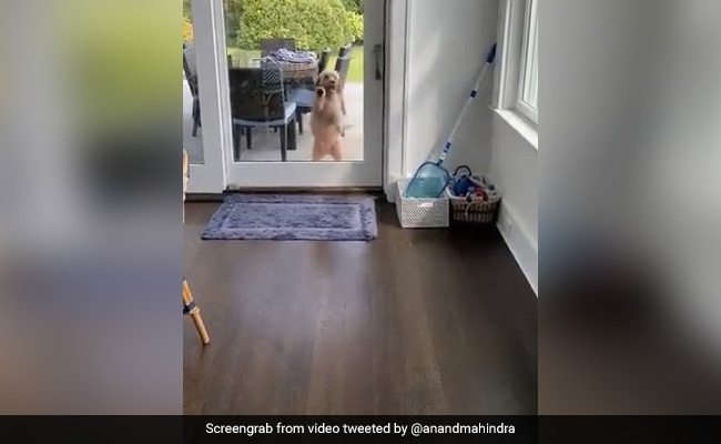 कुत्ता घर के अंदर घुसने के लिए था परेशान, दरवाजा खुलवाने के लिए किया कुछ ऐसा, तो आनंद महिंद्रा ने कह डाली ये दिलचस्प बात