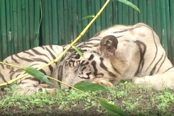 Delhi Zoo Reopens In 2 Shifts With Online Ticket Facility After 105 Days Delhi Zoo Reopens In 2 Shifts With Online Ticket Facility After 105 Days