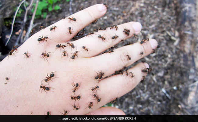 Natural Remedies For Ant Bits: चींटी के काटने पर घबराएं नहीं, करें ये 6 घरेलू उपचार, मिलेगा झटपट आराम
