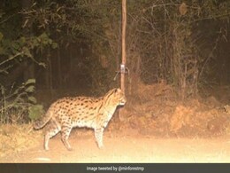 Endangered Fishing Cat Caught On Camera In Madhya Pradesh's Tiger Reserve Endangered Fishing Cat Caught On Camera In Madhya Pradesh's Tiger Reserve