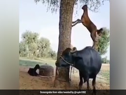 बकरी ने पत्तियां खाने के लिए किया गजब जुगाड़, पेड़ के पास खड़ी भैंस के ऊपर चढ़कर किया कुछ ऐसा, IPS बोला- India's GOAT talent - देखें Video बकरी ने पत्तियां खाने के लिए किया गजब जुगाड़, पेड़ के पास खड़ी भैंस के ऊपर चढ़कर किया कुछ ऐसा, IPS बोला- India's GOAT talent - देखें Video