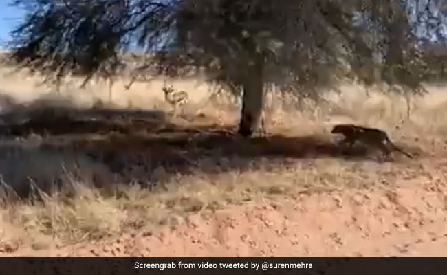 तेंदुए ने पेड़ के पीछे छिपकर हिरण पर गड़ाई थी नज़र, मौका मिलते ही अचानक कर दिया Attack और ऐसे बना डाला शिकार - देखें Shocking Video