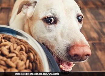 This Hilarious Video Of Dog Stealing Food From Kitchen Is Making Everyone Laugh This Hilarious Video Of Dog Stealing Food From Kitchen Is Making Everyone Laugh