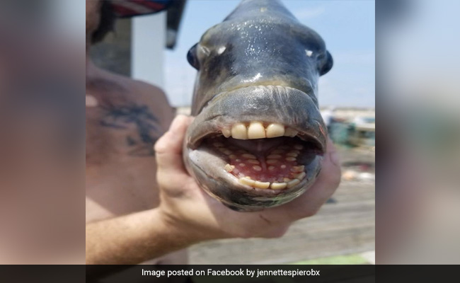 मछुआरे ने पकड़ी अजीबोगरीब मछली, इंसानों जैसे दांत वाली मछली को देख हैरान रह गए लोग - देखें Photo