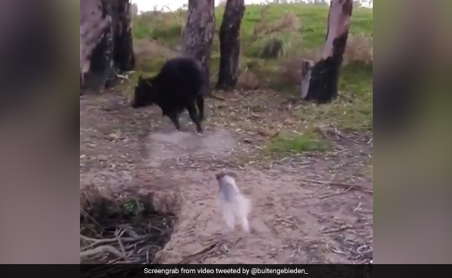 जब छोटे से पपी ने छुड़ा दिए भारी भरकम बैल के छक्के, ट्विटर पर सलाम कर रहे यूजर्स