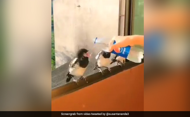 महिला ने चिड़िया को पहले बोतल से पिलाया पानी, फिर चम्मच से खिलाया खाना, लोग बोले- इससे ज्यादा खूबसूरत कुछ नहीं - देखें Video महिला ने चिड़िया को पहले बोतल से पिलाया पानी, फिर चम्मच से खिलाया खाना, लोग बोले- इससे ज्यादा खूबसूरत कुछ नहीं - देखें Video